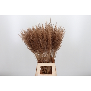 Calamagrostis Kl Bh Antiek Goud