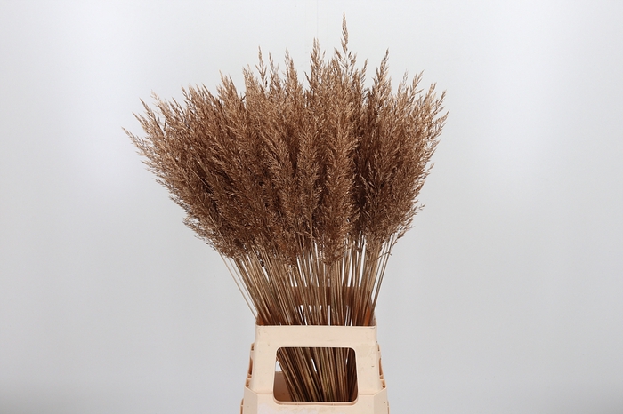<h4>Calamagrostis Kl Bh Antiek Goud</h4>