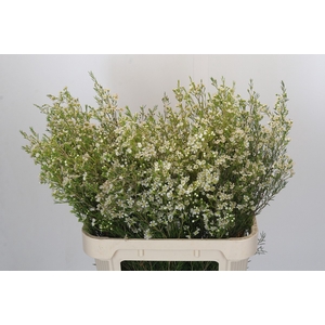 Chamelaucium Ofir