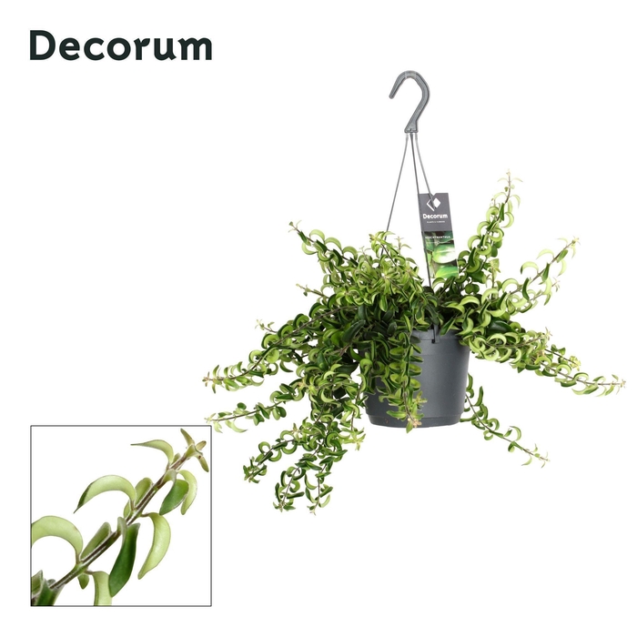 <h4>Aeschynanthus Swing ( met gekruld blad)</h4>