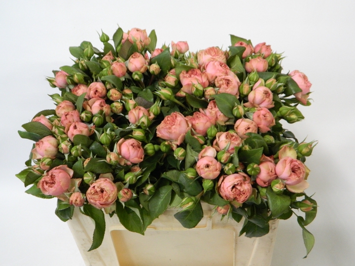 <h4>R TR PETTICOAT FREEL</h4>