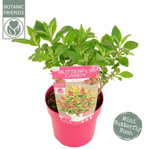 Buddleja Butterfly Candy 'Little Ruby'®