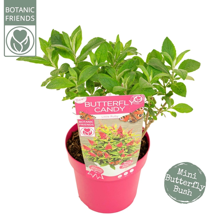 <h4>Buddleja Butterfly Candy 'Little Ruby'®</h4>