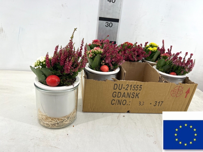 <h4>ARR TUINPLANTEN</h4>