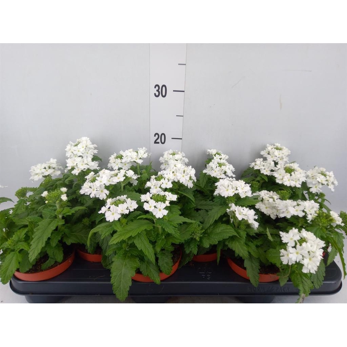 <h4>Verbena  'Aztec White Magic'</h4>