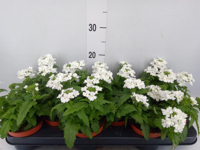 Verbena  'Aztec White Magic'