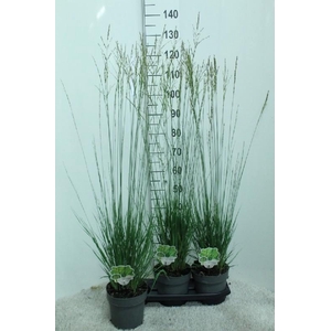 Molinia Caerulea Heidebraut