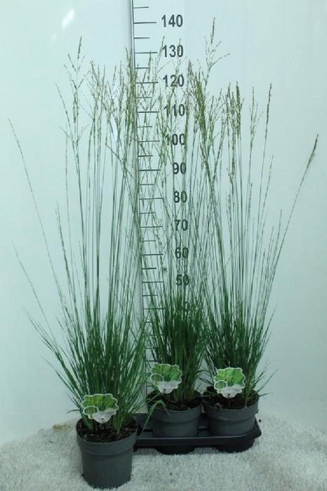 <h4>Molinia Caerulea Heidebraut</h4>