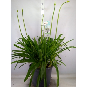 Agapanthus  'Big White'