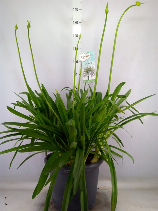<h4>Agapanthus  'Big White'</h4>