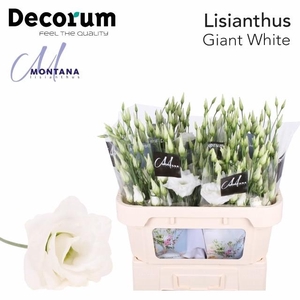 Lisianthus do arena giant white