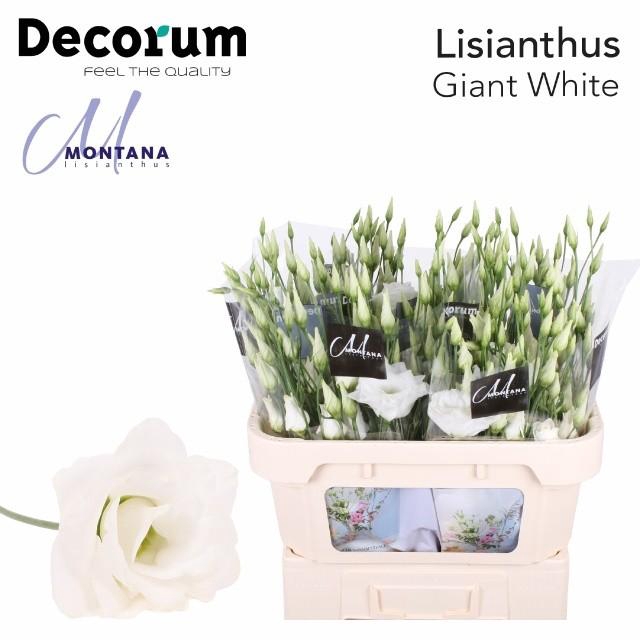 <h4>Lisianthus do arena giant white</h4>