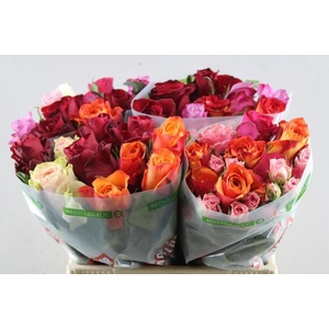 R Gr Gem In Bos L 40