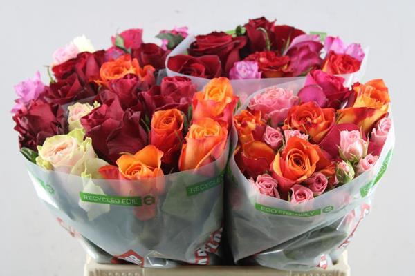 <h4>R Gr Gem In Bos L 40</h4>