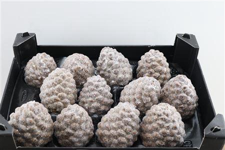<h4>DENNENAPPEL H% ST</h4>