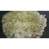Hydrangea White Import