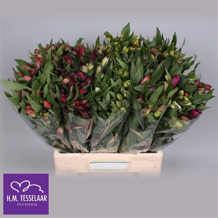 <h4>Alstr Gem In Fust</h4>