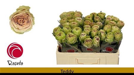 <h4>Rosa a grande fleur Teddy's</h4>