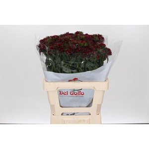 Dianthus Br Aldo Amalfi