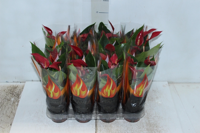 <h4>ANTHURIUM BANDEROLA ROJA P09</h4>