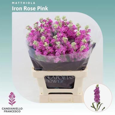 <h4>MATTH IRON ROSE PINK</h4>