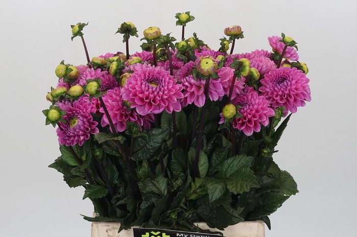 <h4>Dahlia Veerle</h4>