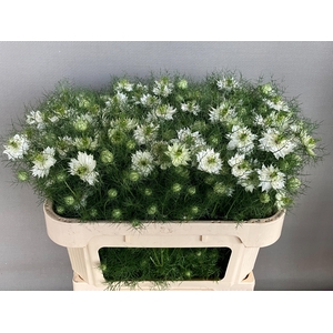 NIGE D POWER WHITE 2