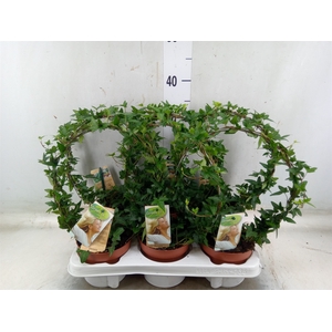 Hedera   ...green leafed