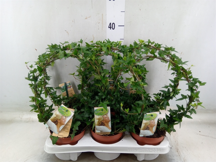 <h4>Hedera   ...green leafed</h4>