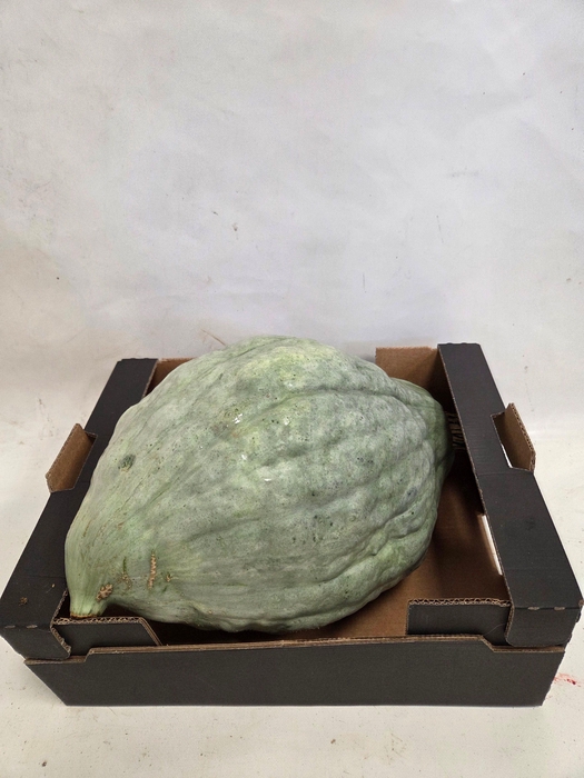 <h4>CUCURBITA</h4>