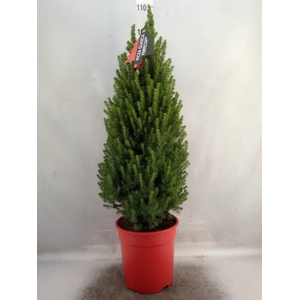 Picea glauca 'Perfecta'