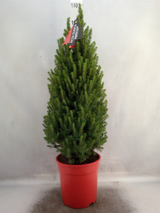 <h4>Picea glauca 'Perfecta'</h4>