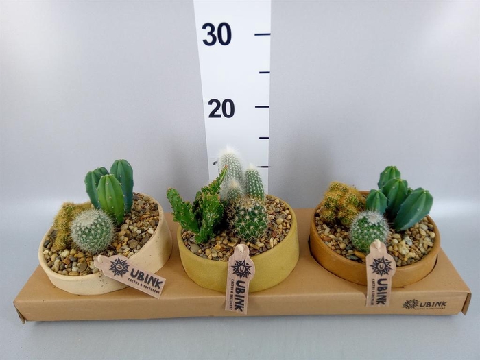 <h4>Arr.  Cactus L%</h4>
