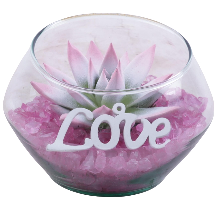 <h4>Mothersday Arr. Succulent Glass Oblique UFO Vase Ø15cm 1PP</h4>