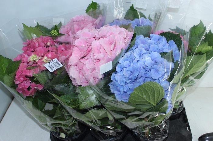 <h4>HORTENSIA P15</h4>