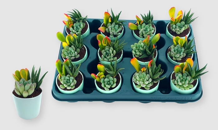 <h4>ARR SUCCULENTEN</h4>