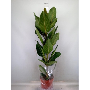 Ficus benghalensis 'Joy'