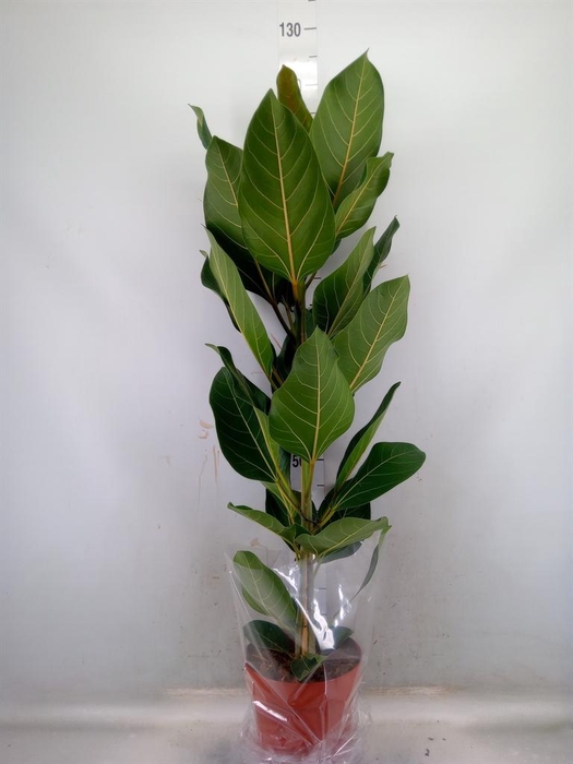 <h4>Ficus benghalensis 'Joy'</h4>