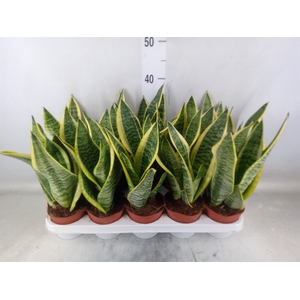 Sansevieria trifa. 'Futura Superba'