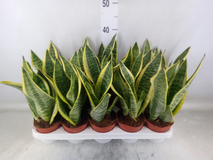 <h4>Sansevieria trifa. 'Futura Superba'</h4>