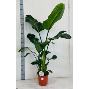 STRELITZIA NICOLAI