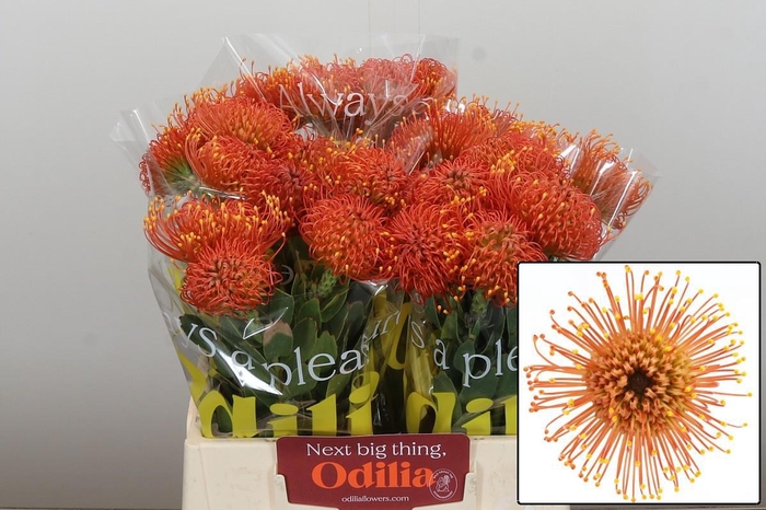 <h4>LEUCO CO GOLD DUST</h4>