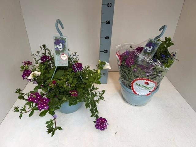 <h4>PERKPL GEM IN POT</h4>