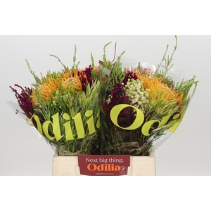BQ Nutans Soleil 2 Flower