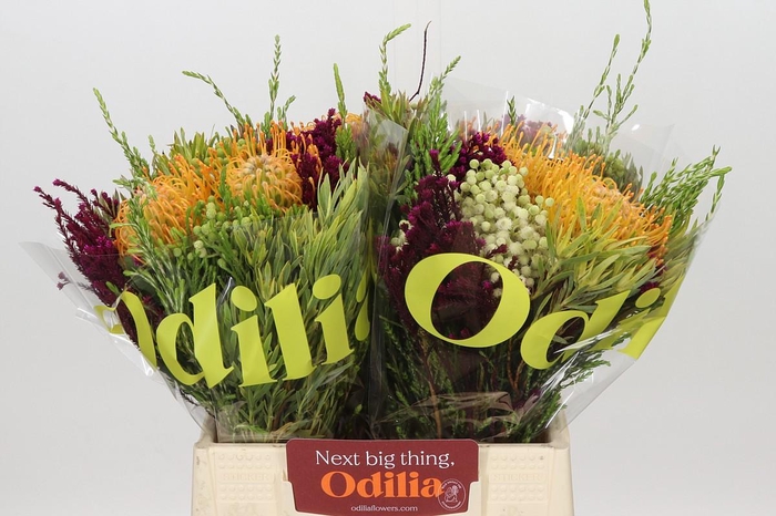 <h4>BQ Nutans Soleil 2 Flower</h4>