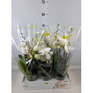 Phalaenopsis   ...white