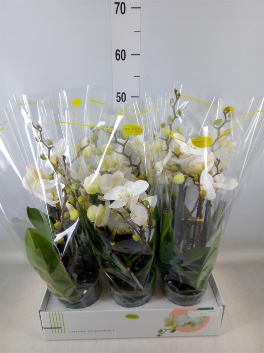 <h4>Phalaenopsis   ...white</h4>