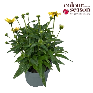 Echinacea Sombrero Lemon Yellow P19
