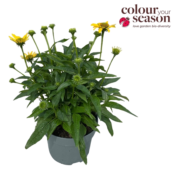 <h4>Echinacea Sombrero Lemon Yellow P19</h4>