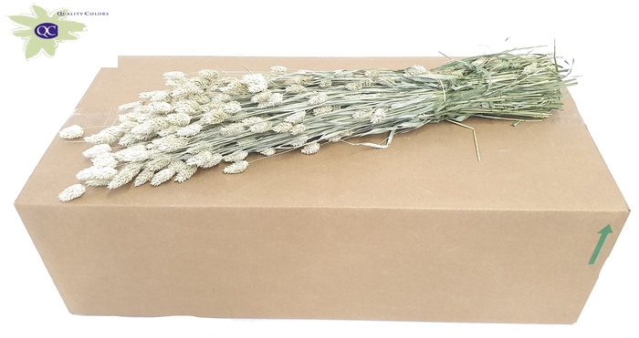 Phalaris per bunch Frosted White